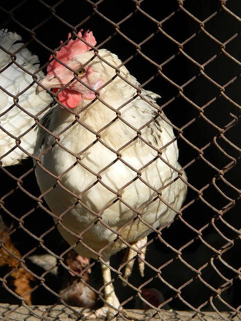 魅力和不可 魅力和不可