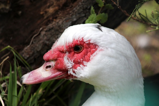 将全力以赴 将全力以赴